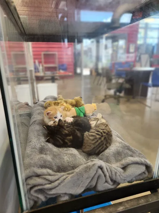Pet Adoptions 12