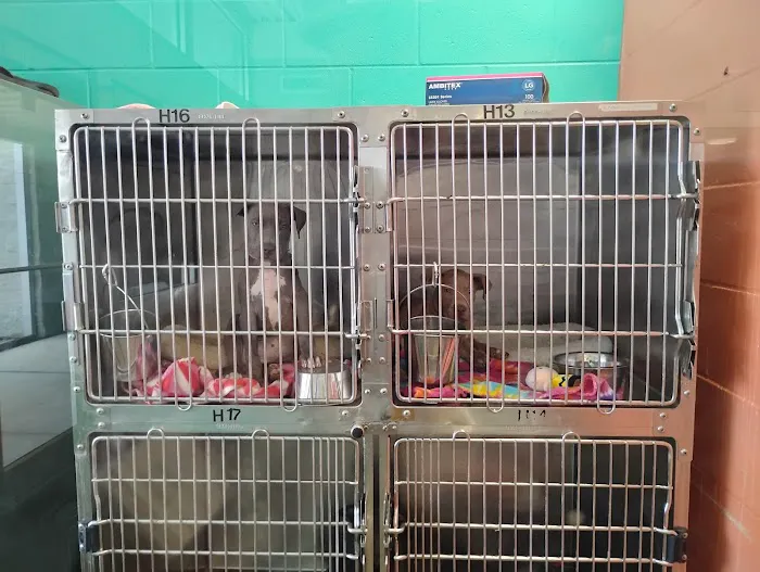 Pet Adoptions 12