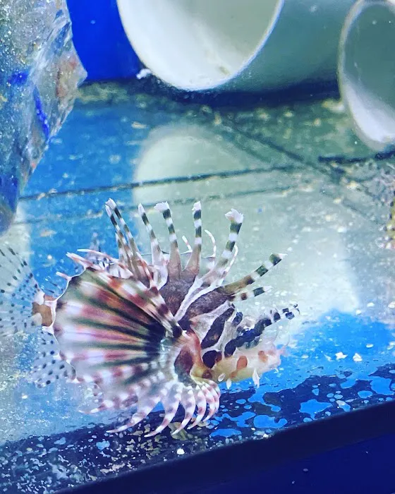 God Coral 12