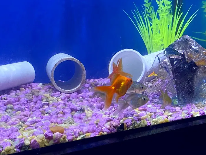 God Coral 12