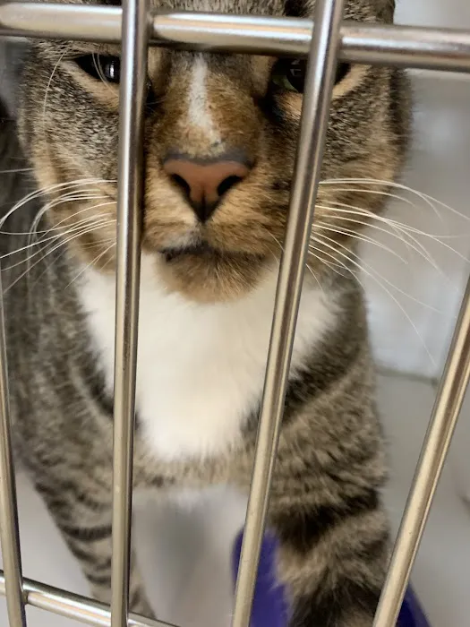 Care Pet Animal Hospital 12