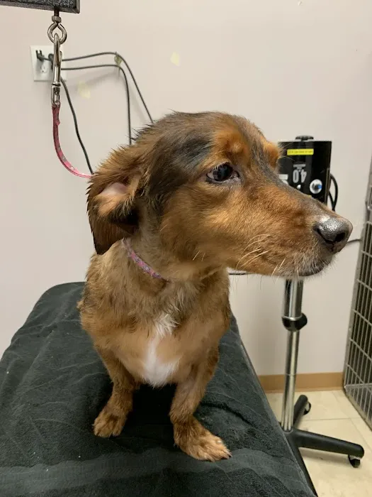 Care Pet Animal Hospital 12