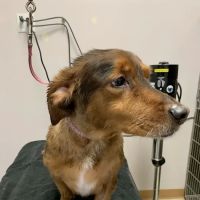 Care Pet Animal Hospital ico