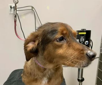 Care Pet Animal Hospital
