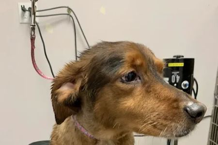 Care Pet Animal Hospital