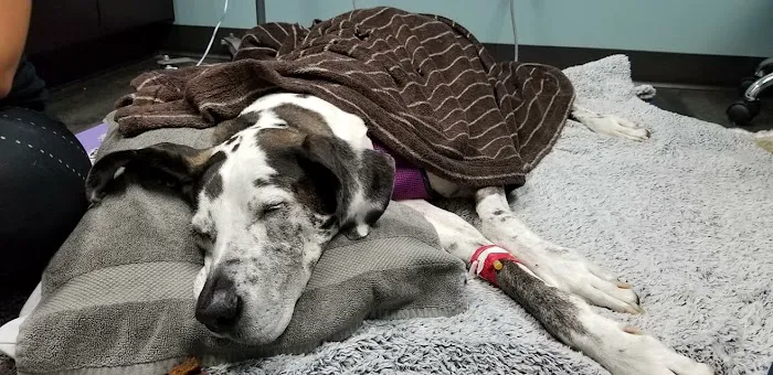 Pet Doctors of America 12