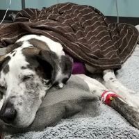 Pet Doctors of America ico