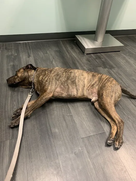Pet Doctors of America 12