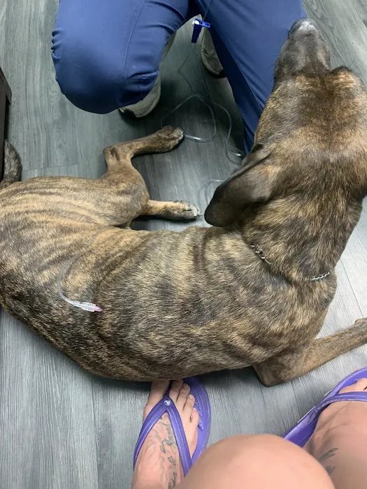 Pet Doctors of America 12