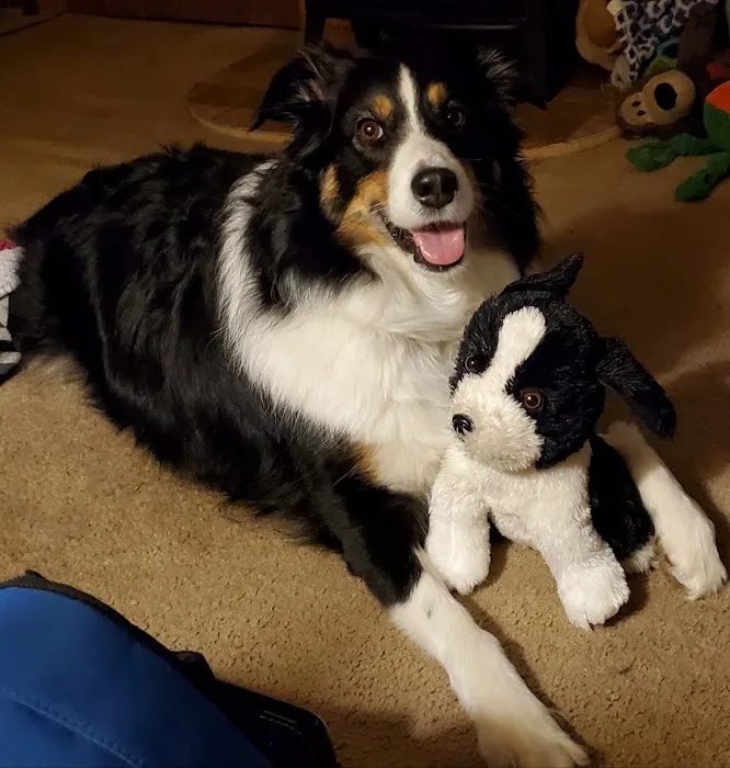 Pet Doctors of America 12
