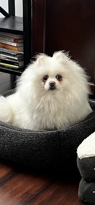 Pet Doctors of America 12
