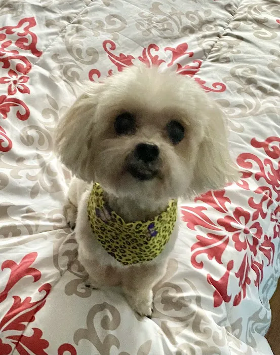 Pet Doctors of America 12
