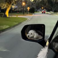 At Home Mobile Vet Clinic ico