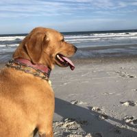 Hidden Hills Animal Hospital ico