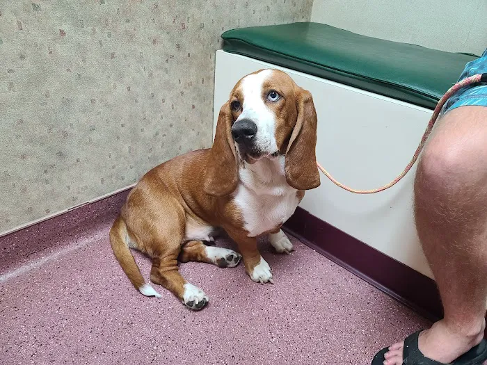 Hidden Hills Animal Hospital 12