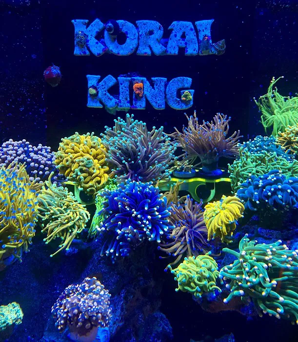 Koral King 12