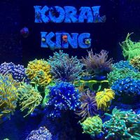 Koral King ico