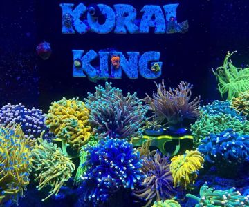 Koral King