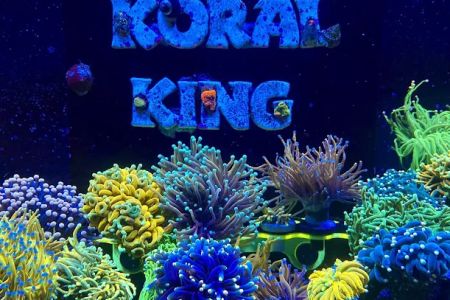 Koral King