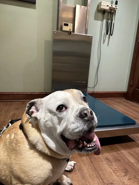 Park Slope Veterinary Care 3