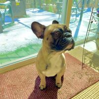Park Slope Veterinary Care ico