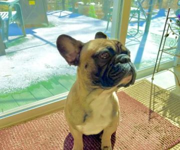 Park Slope Veterinary Care