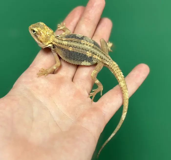 Florida Man Reptiles 12