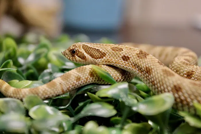 Florida Man Reptiles 12