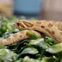 Florida Man Reptiles ico