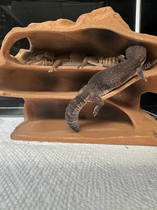 Florida Man Reptiles 12