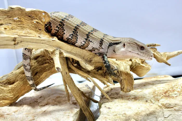 Florida Man Reptiles 12