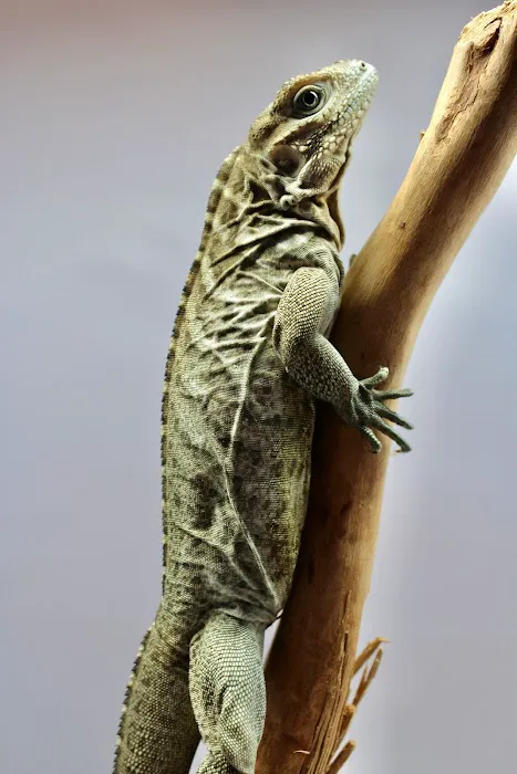 Florida Man Reptiles 12