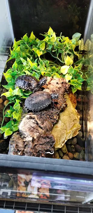Aqua tropics Reptile 12