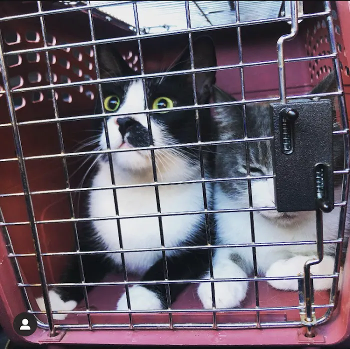 The Vet Set Carroll Gardens 6