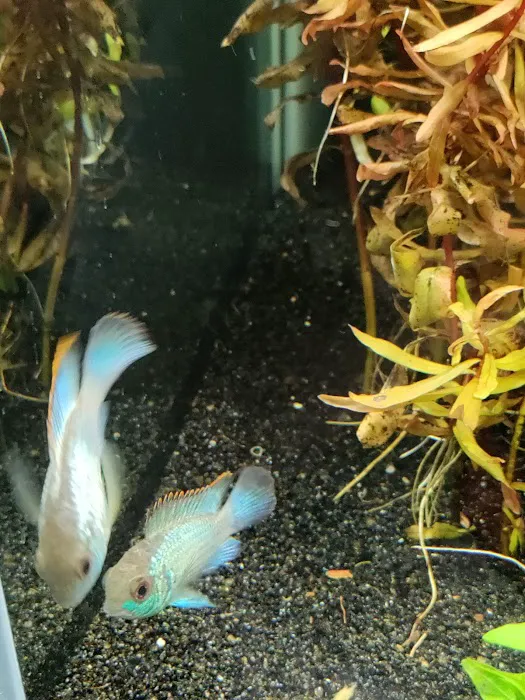 Heeeere Fishy Fishy 12