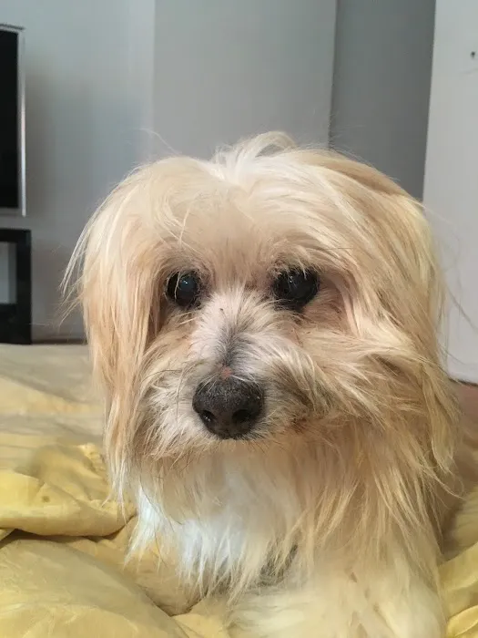 Carroll Gardens Veterinary Group 5