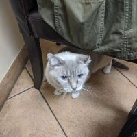 Carroll Gardens Veterinary Group ico
