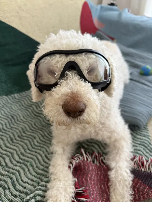 Eye Care For Animals - NYC 4