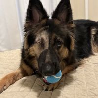 Eye Care For Animals - NYC ico