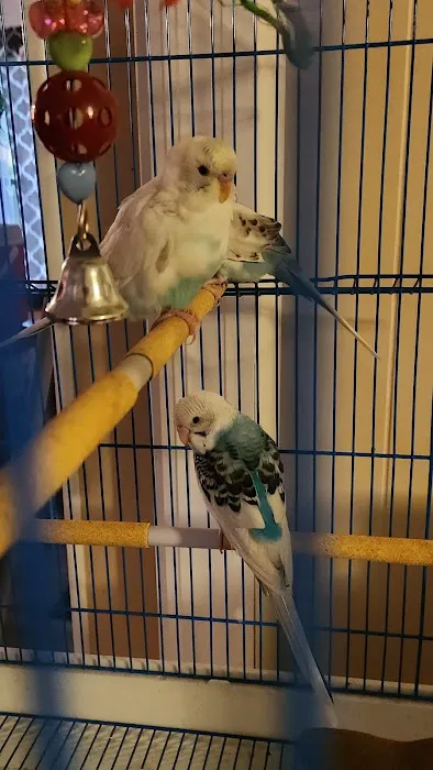 Pet Supermarket 12