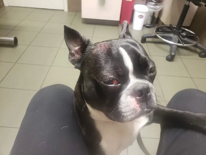 Center for Veterinary Care 2