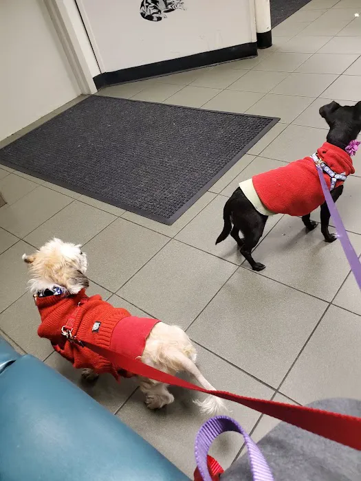 Center for Veterinary Care 7