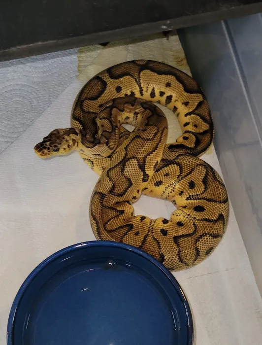 No Ways REPTIQUARIUM 6