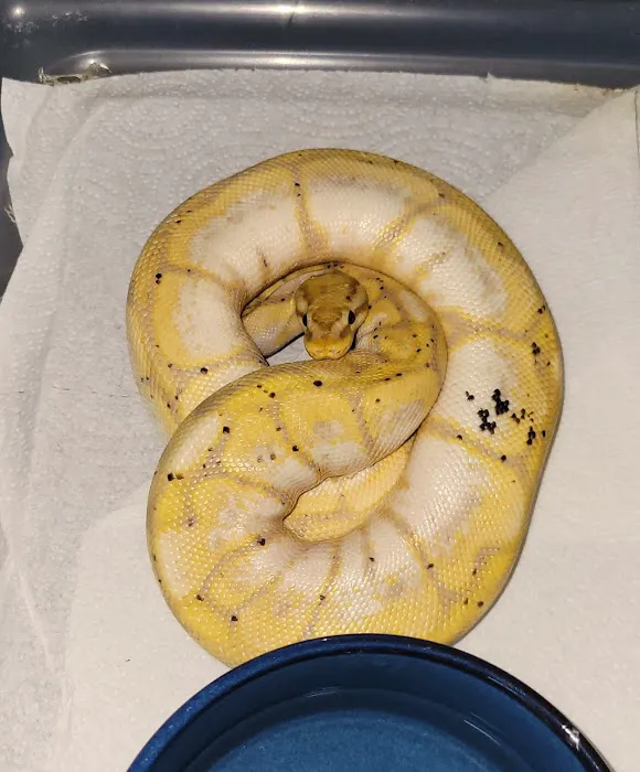 No Ways REPTIQUARIUM 3