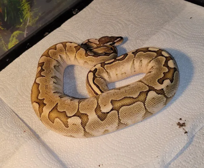 No Ways REPTIQUARIUM 9