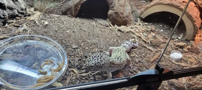 No Ways REPTIQUARIUM 7