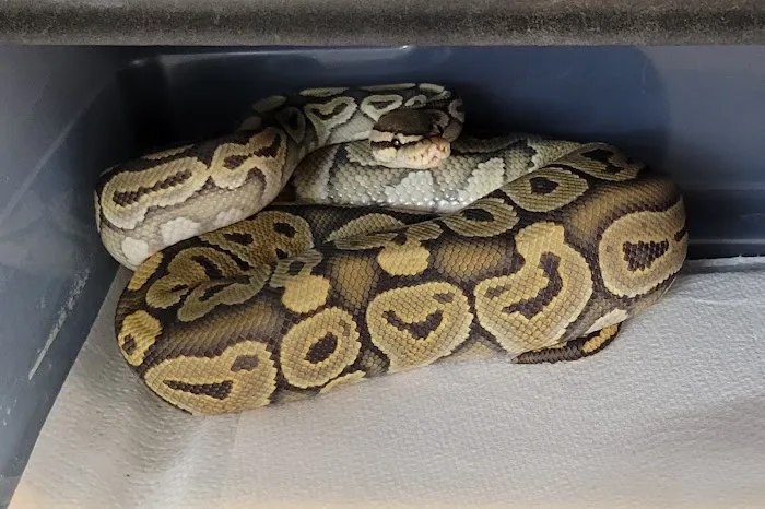 No Ways REPTIQUARIUM 2