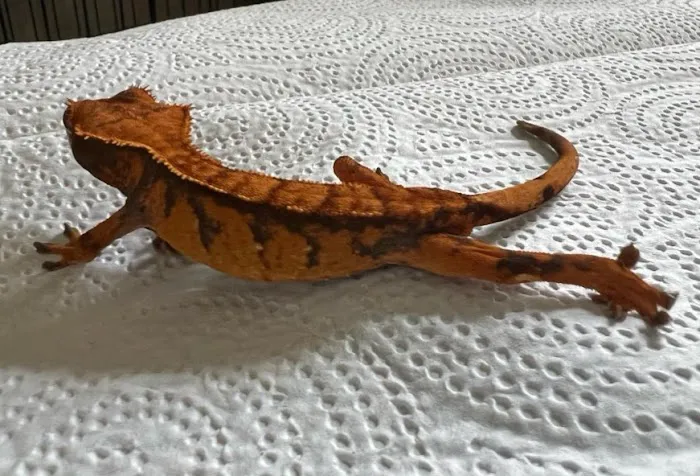 No Ways REPTIQUARIUM 1
