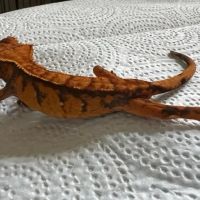 No Ways REPTIQUARIUM ico