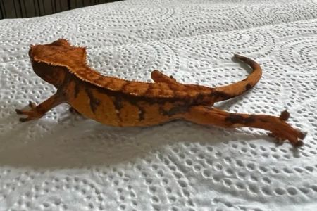 No Ways REPTIQUARIUM